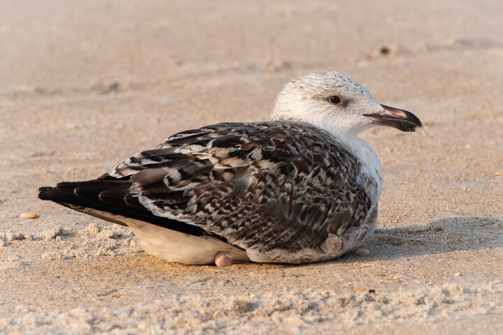 Great Black-backed Gull (Immature)